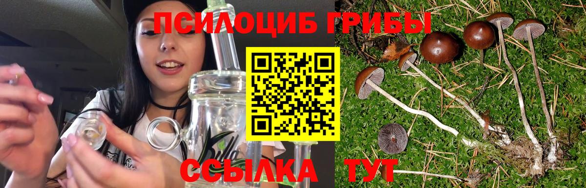 Галлюциногенные грибы Psilocybine cubensis Советск